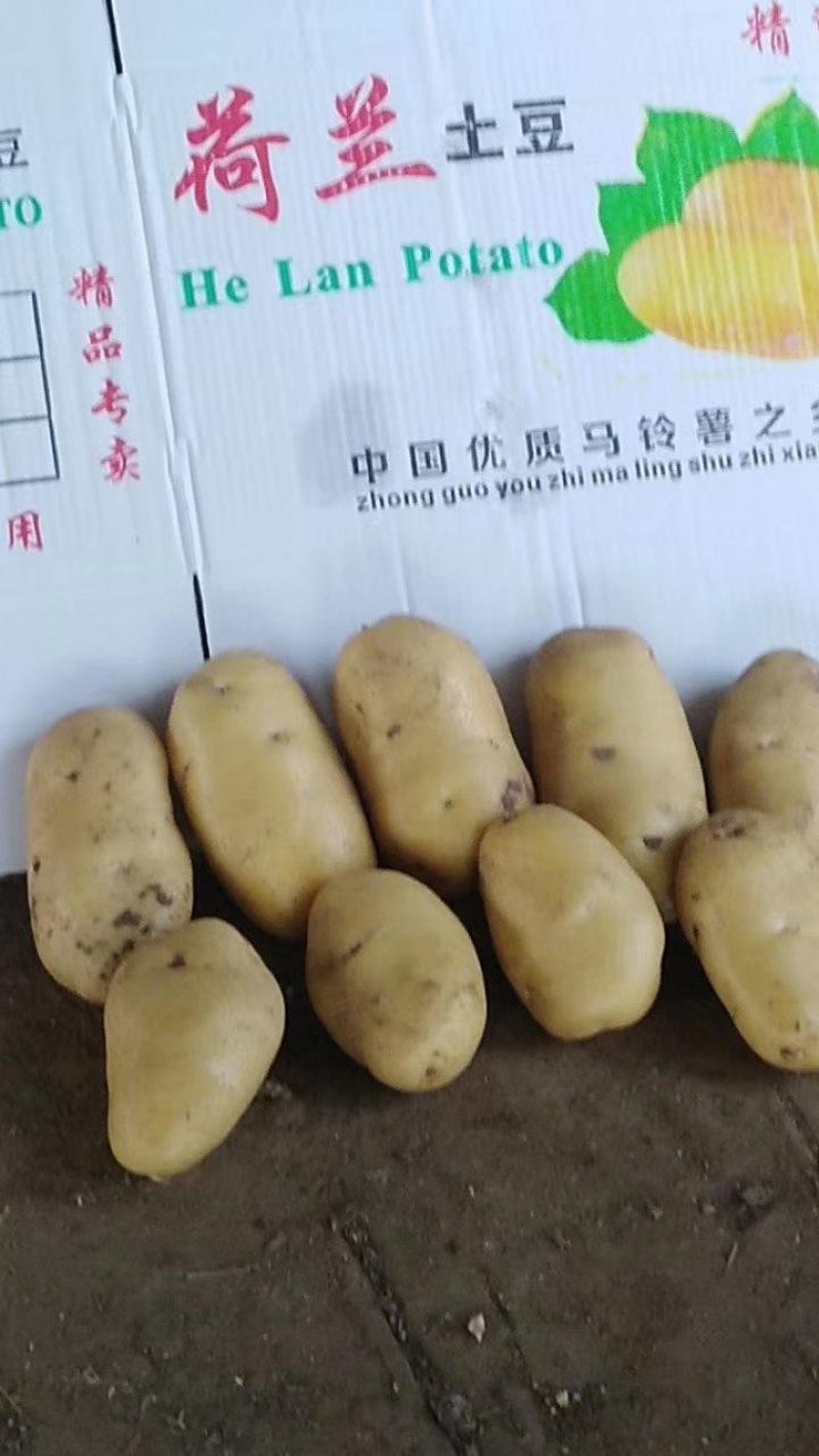 土豆，土豆，蔬菜