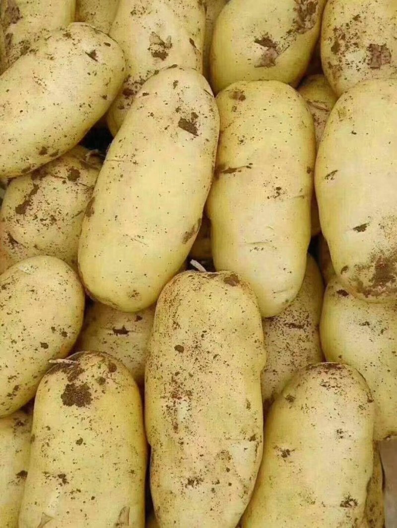 土豆，土豆，蔬菜