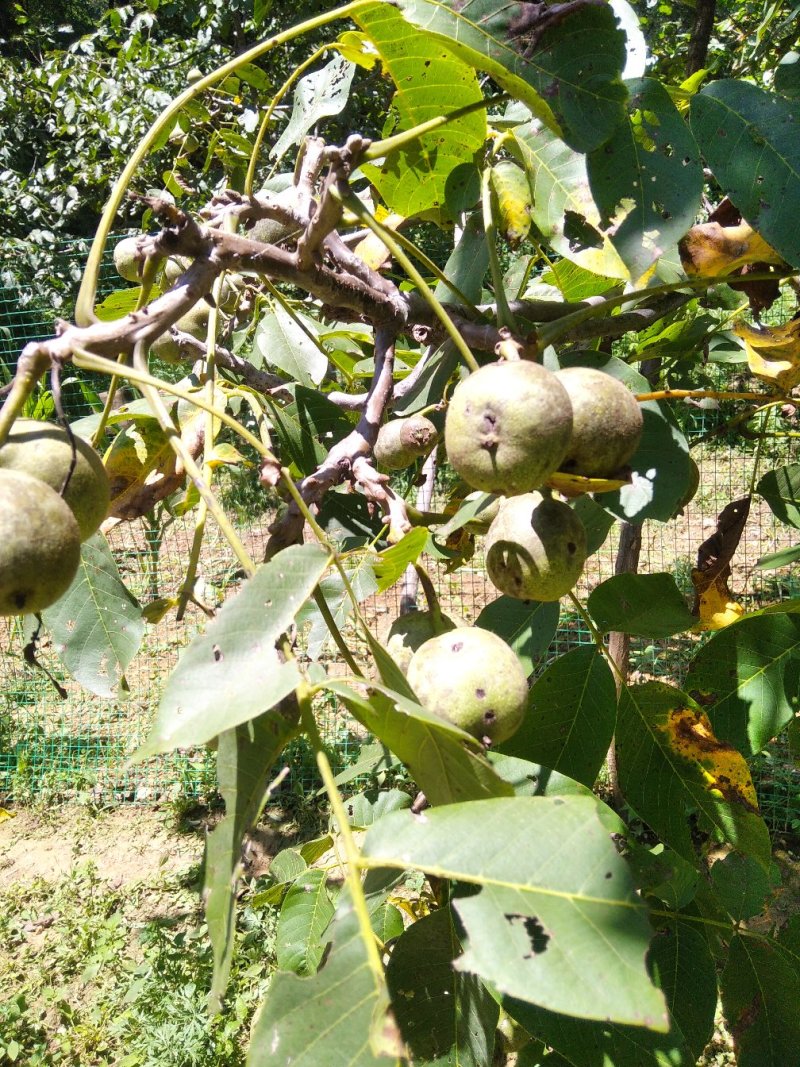 土豆，土豆，蔬菜