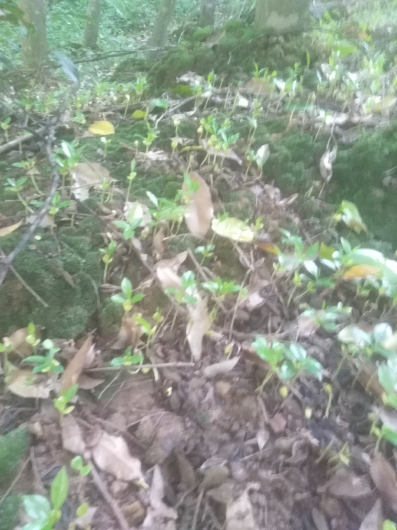 几十万棵沉香牙苗出售想要的老板找我