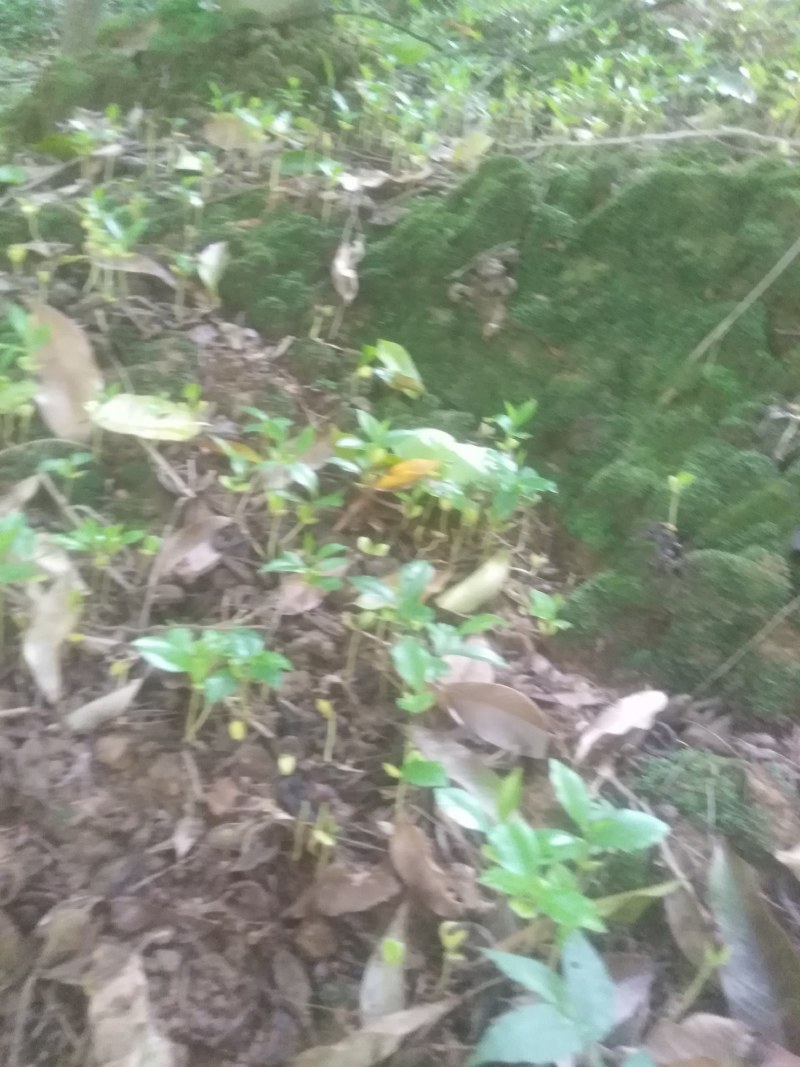 几十万棵沉香牙苗出售想要的老板找我