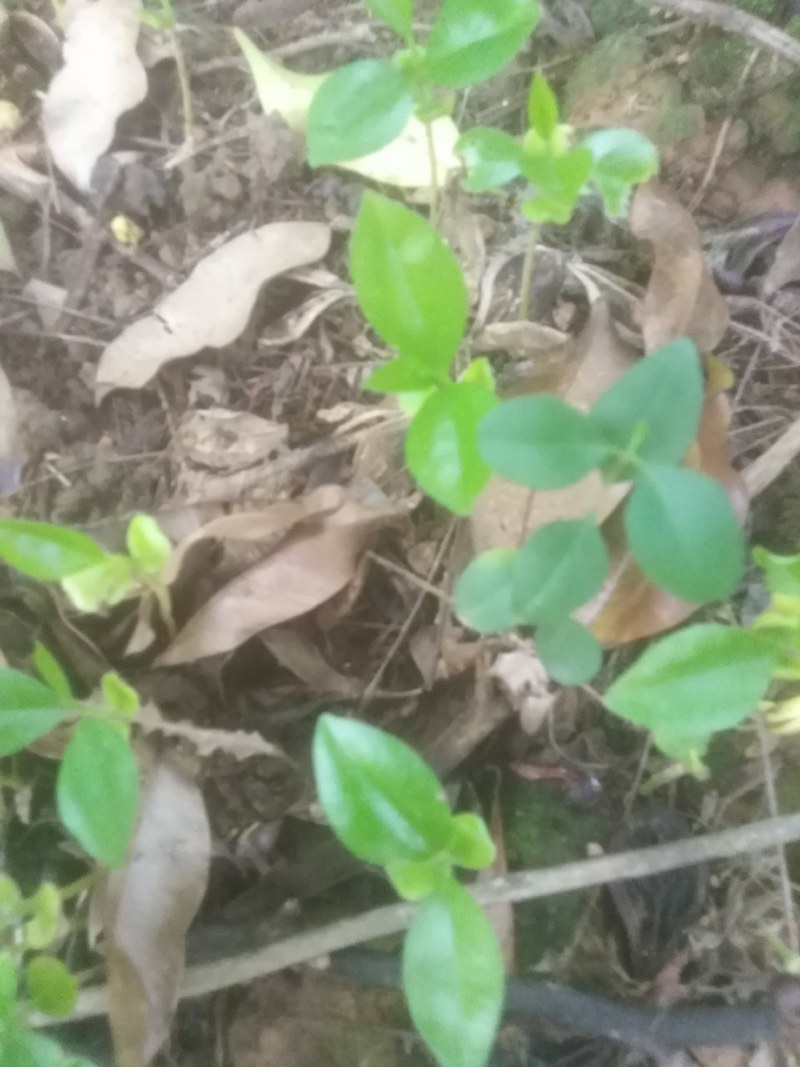 几十万棵沉香牙苗出售想要的老板找我