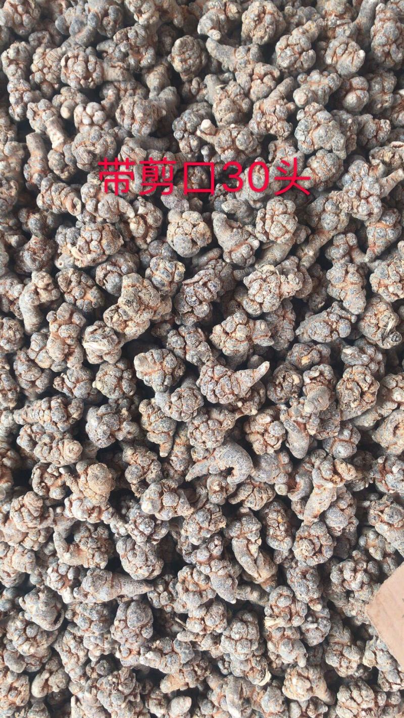 云南文山三七春三七30头带剪口三七和不带剪口三七量大从优
