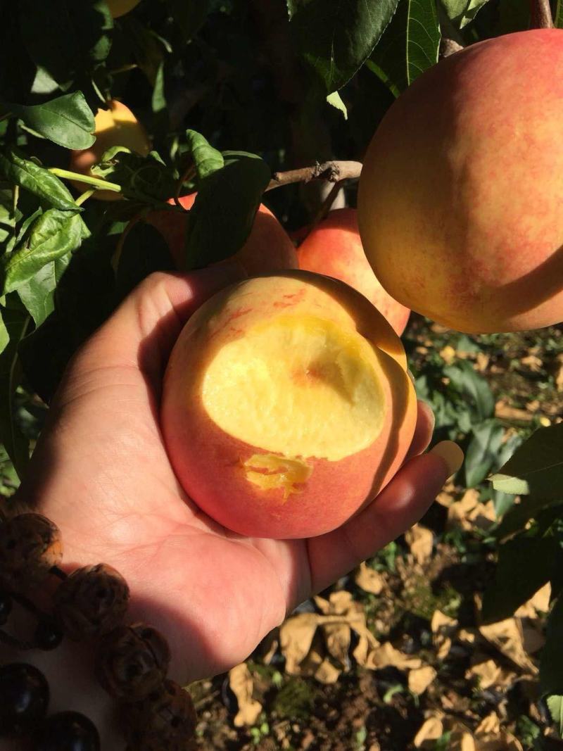 沂源县精品红油桃，果面红润黄肉口感脆甜多汁，美国一号。