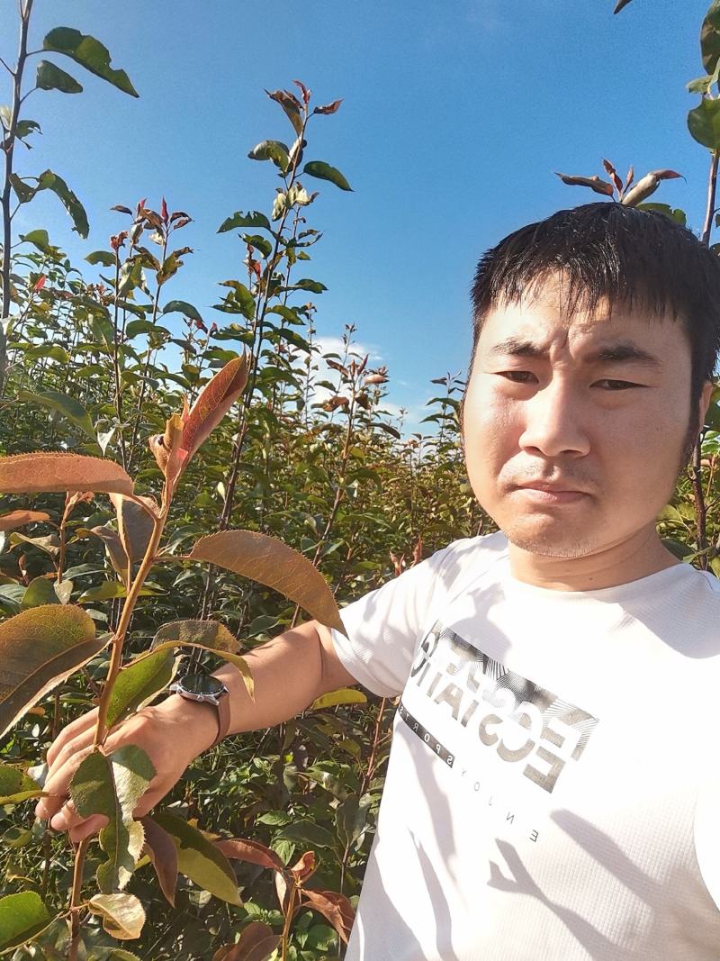 早酥红梨苗，保质保量，包技术指导，成活率高，可签订合同
