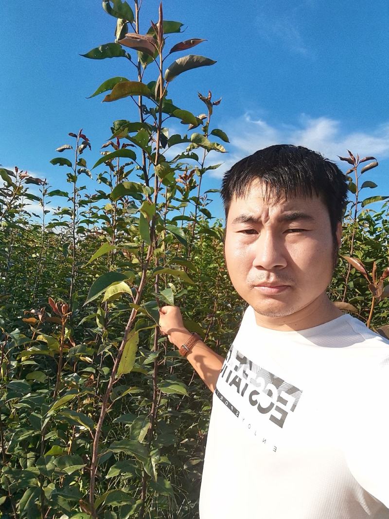 早酥红梨苗，保质保量，包技术指导，成活率高，可签订合同