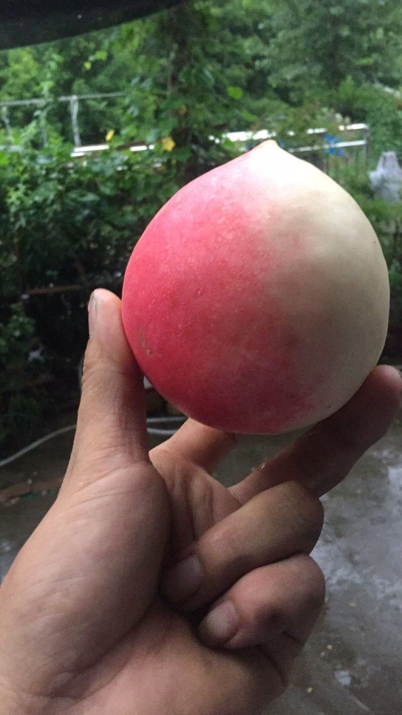 中华寿桃产地直发，口感脆甜，精品果面