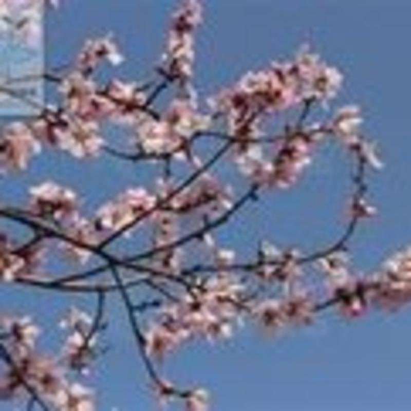 桃树苗，白花桃，贵州遵义白花桃，六月份成熟，香甜可口。