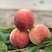 桃树苗，白花桃，贵州遵义白花桃，六月份成熟，香甜可口。