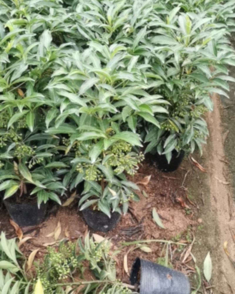 绿叶富贵籽（黄金万两）盆栽