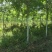 国槐大型苗圃直供多种规格一级树，工程常年供应商