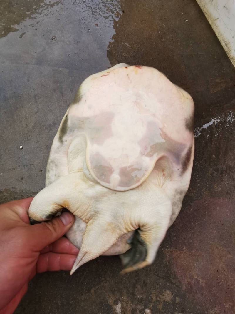 甲鱼，山区冷水鱼，精品甲鱼