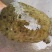 甲鱼，山区冷水鱼，精品甲鱼