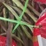 寿阳紫豆角大量上市了！欢迎老板前来采购