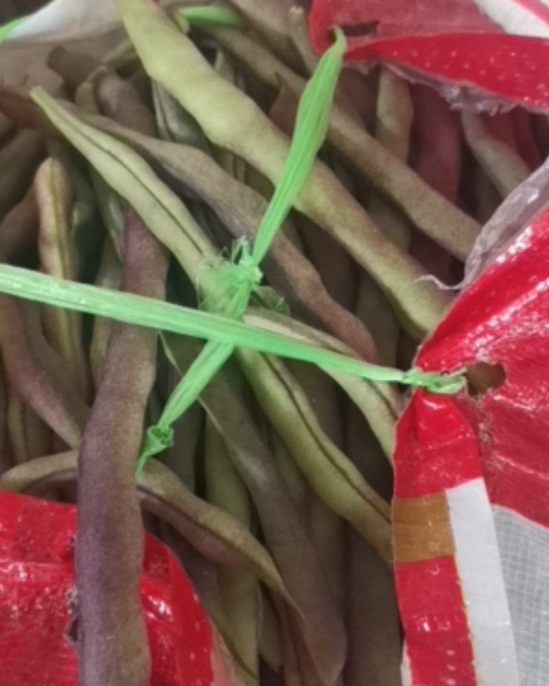 寿阳紫豆角大量上市了！欢迎老板前来采购