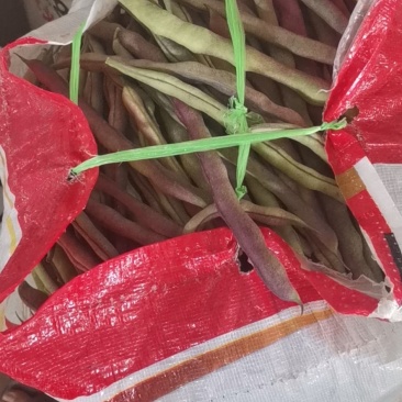 寿阳紫豆角大量上市了！欢迎老板前来采购
