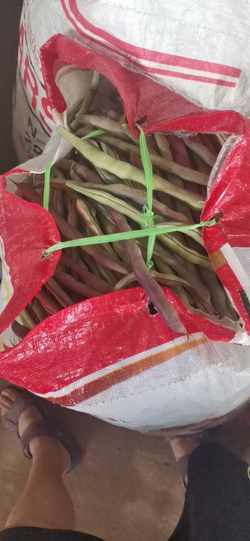 寿阳紫豆角大量上市了！欢迎老板前来采购