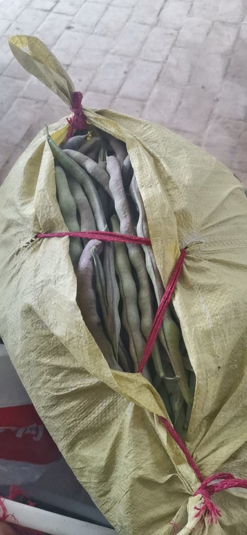 寿阳紫豆角大量上市了！欢迎老板前来采购