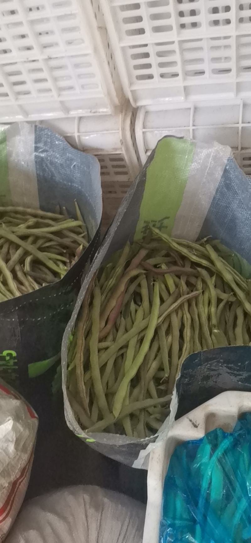 寿阳紫豆角大量上市了！欢迎老板前来采购