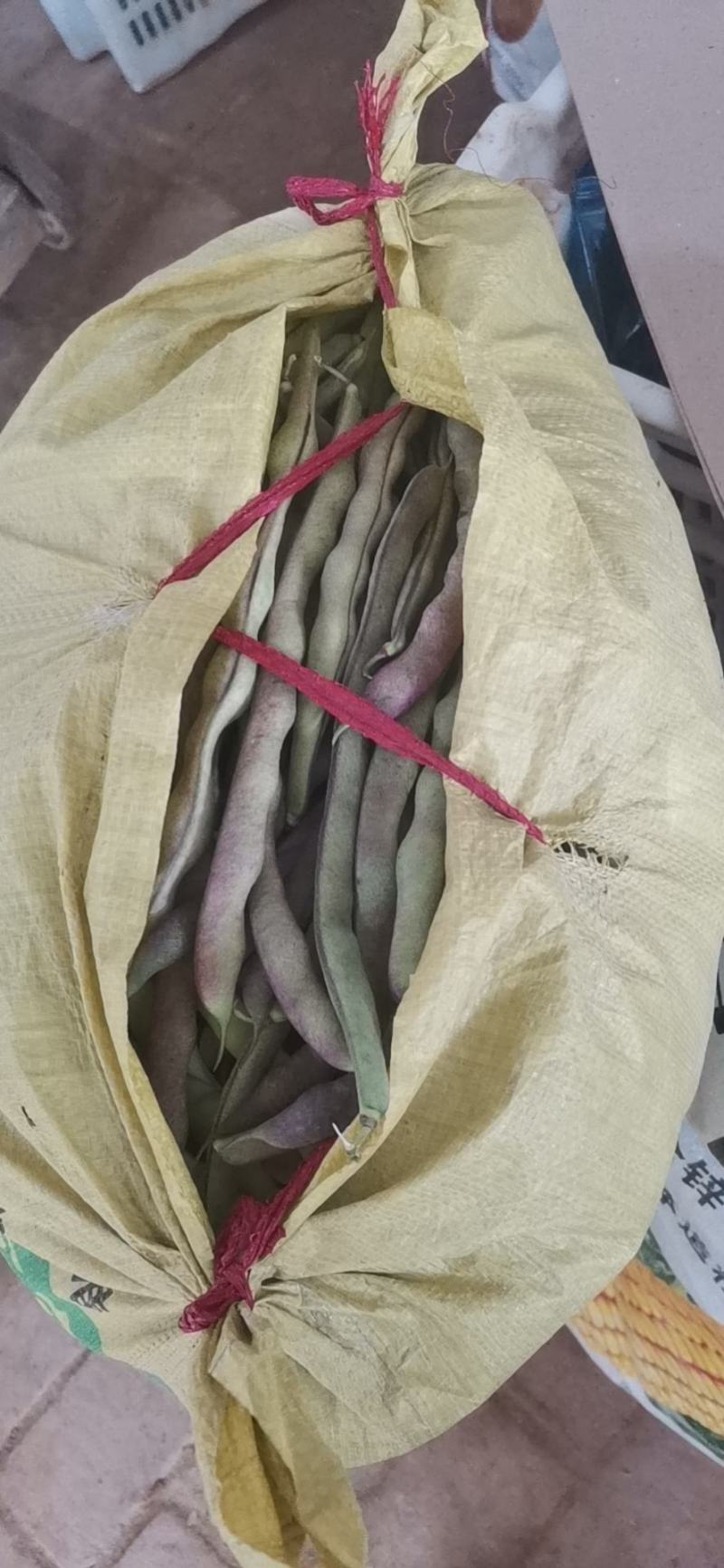寿阳紫豆角大量上市了！欢迎老板前来采购