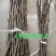 （基地直供）花椒嫁接枝条无棘大红袍花椒嫁接现剪现卖