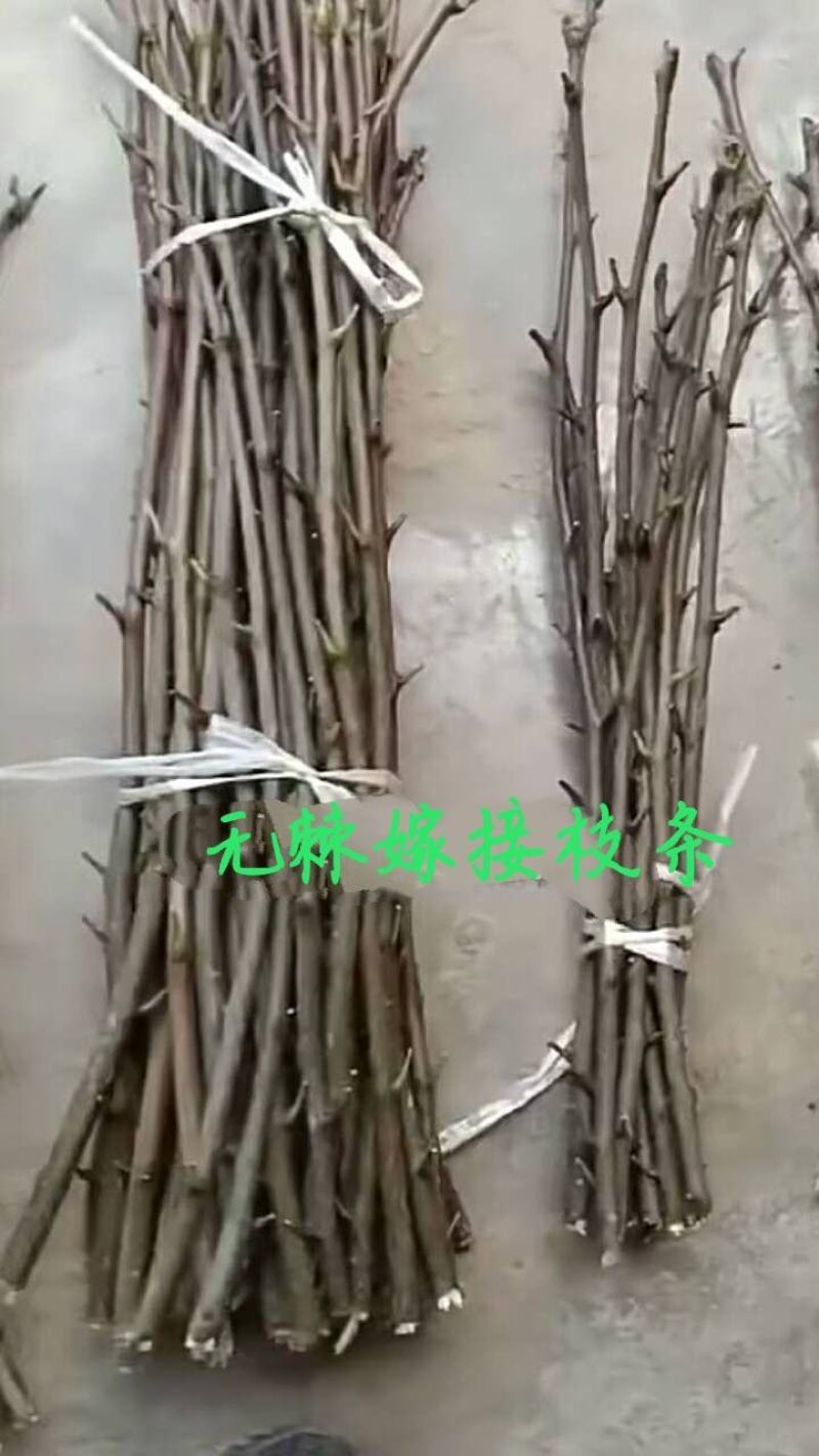 （基地直供）花椒嫁接枝条无棘大红袍花椒嫁接现剪现卖
