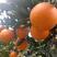湖北橙子-中华红橙血橙规格齐全品种多欢迎选购