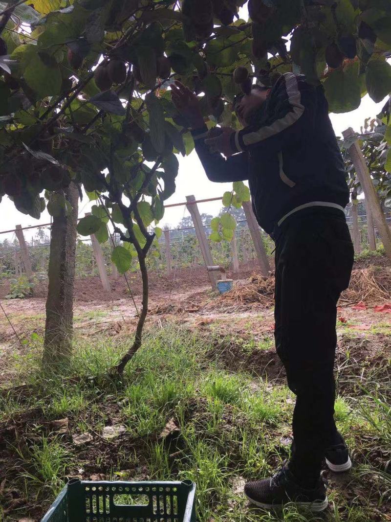 大量供应陕西绿心徐香猕猴桃翠香猕猴桃