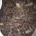 紫草保庆药业批发紫草实物拍摄发货如图通货