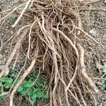 三角叶风毛菊，根入药