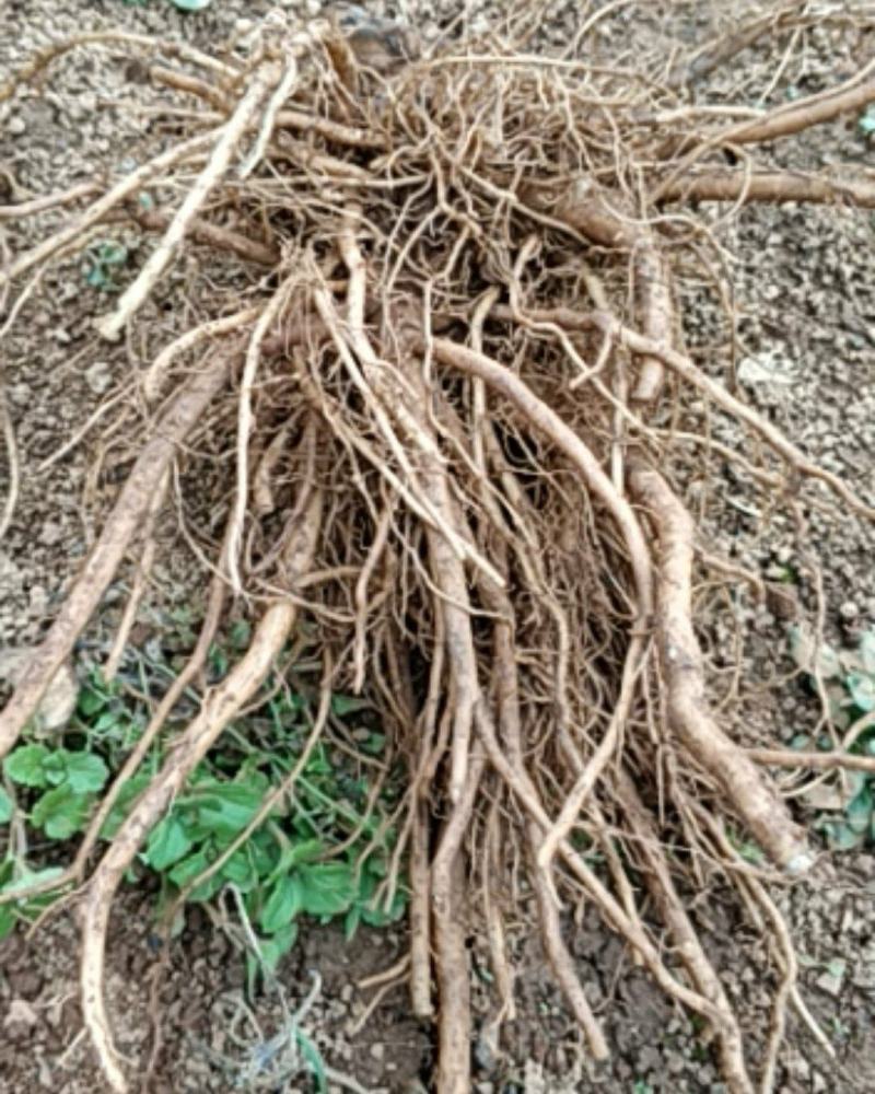 三角叶风毛菊，根入药