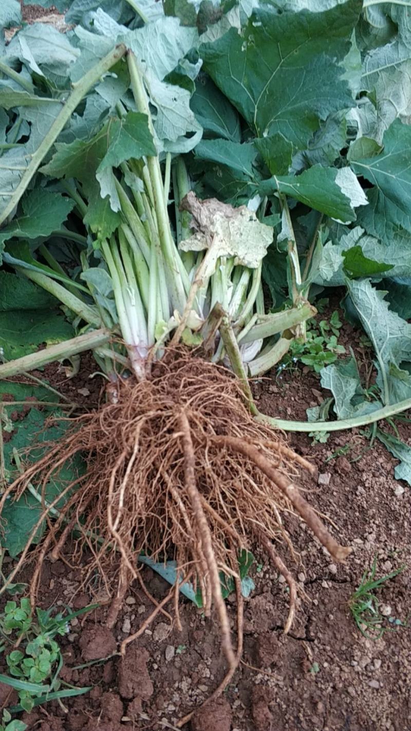 三角叶风毛菊，根入药