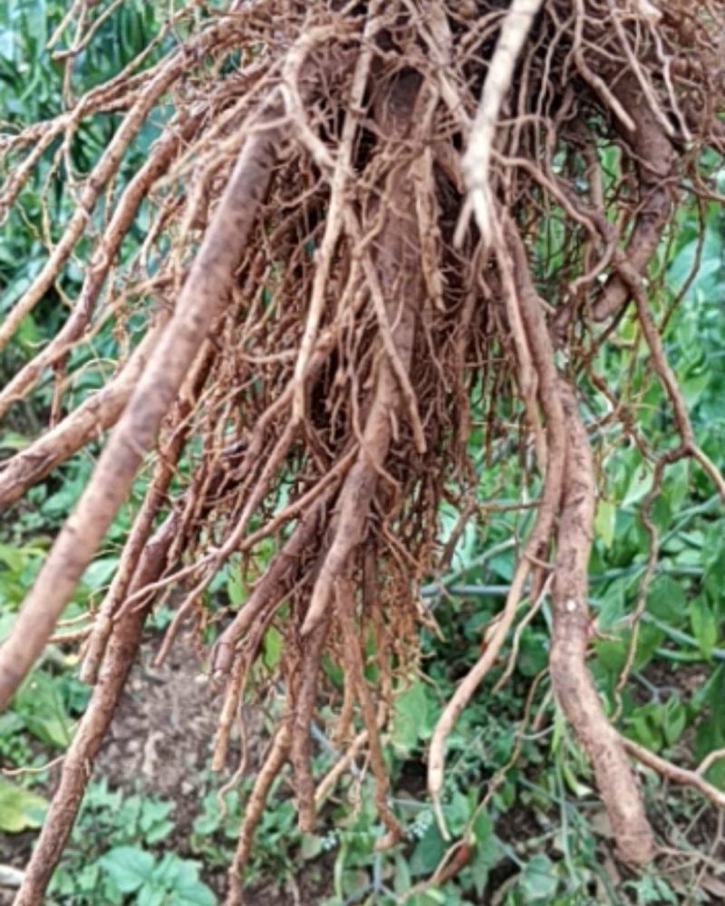 三角叶风毛菊，根入药