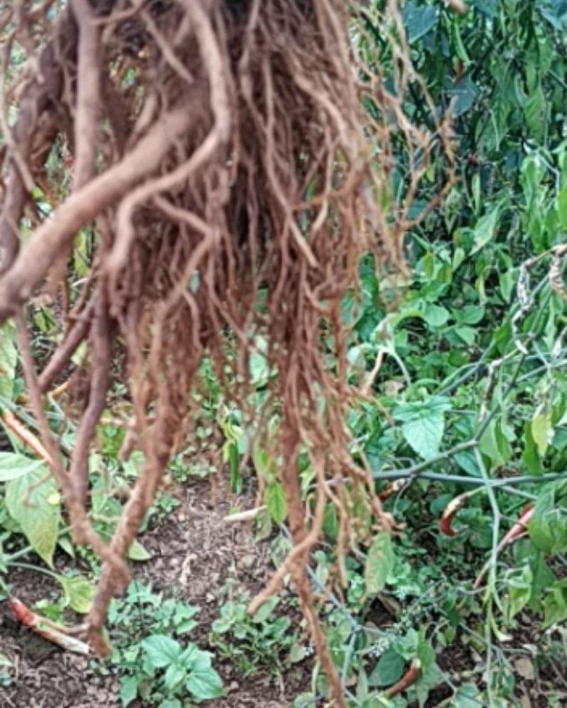 三角叶风毛菊，根入药