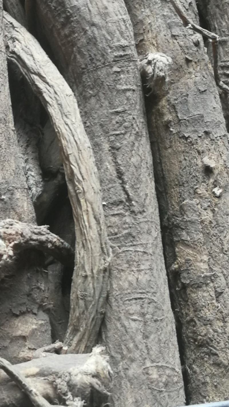 天然野生黄芪，高含量，整支，切片，全国包邮。