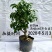新品种矮化苹果树苗盆景南北方种植老桩嫁接果树水果苗