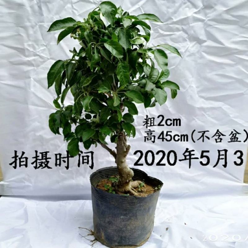 新品种矮化苹果树苗盆景南北方种植老桩嫁接果树水果苗