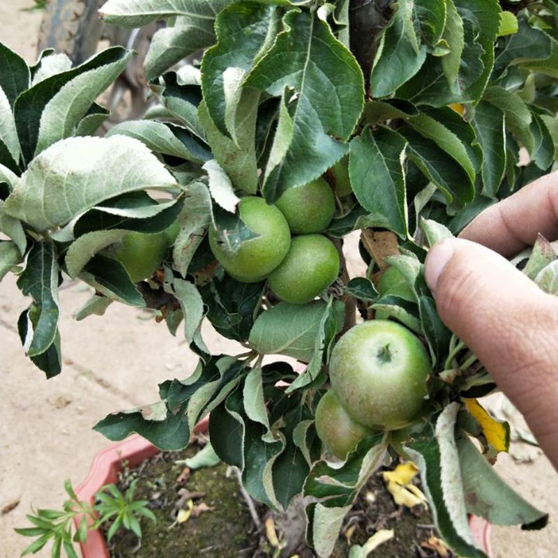 新品种矮化苹果树苗盆景南北方种植老桩嫁接果树水果苗