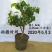 新品种矮化苹果树苗盆景南北方种植老桩嫁接果树水果苗