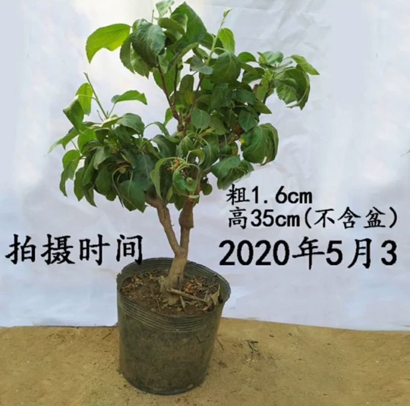 新品种矮化苹果树苗盆景南北方种植老桩嫁接果树水果苗
