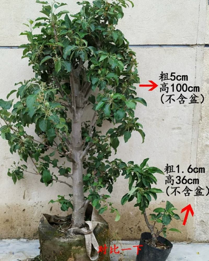 新品种矮化苹果树苗盆景南北方种植老桩嫁接果树水果苗