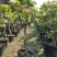 新品种矮化苹果树苗盆景南北方种植老桩嫁接果树水果苗
