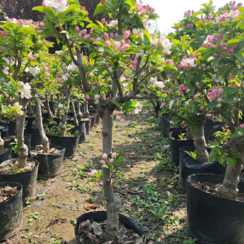 新品种矮化苹果树苗盆景南北方种植老桩嫁接果树水果苗