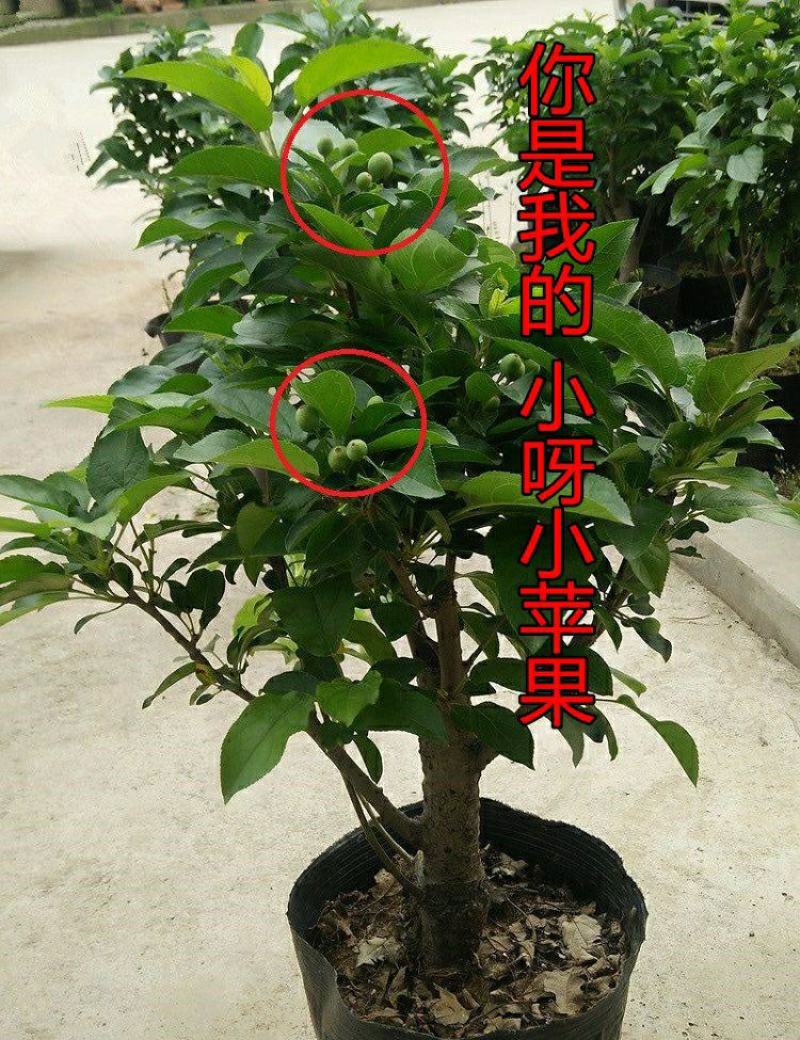 新品种矮化苹果树苗盆景南北方种植老桩嫁接果树水果苗