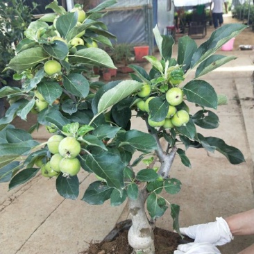 新品种矮化苹果树苗盆景南北方种植老桩嫁接果树水果苗