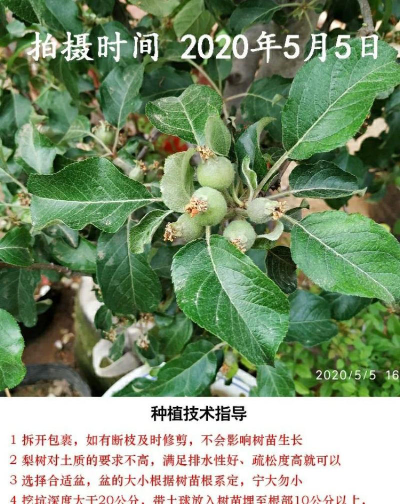 新品种矮化苹果树苗盆景南北方种植老桩嫁接果树水果苗