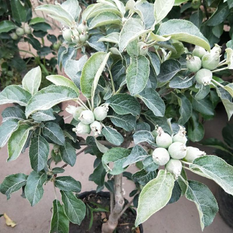 新品种矮化苹果树苗盆景南北方种植老桩嫁接果树水果苗