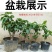 新品种矮化苹果树苗盆景南北方种植老桩嫁接果树水果苗