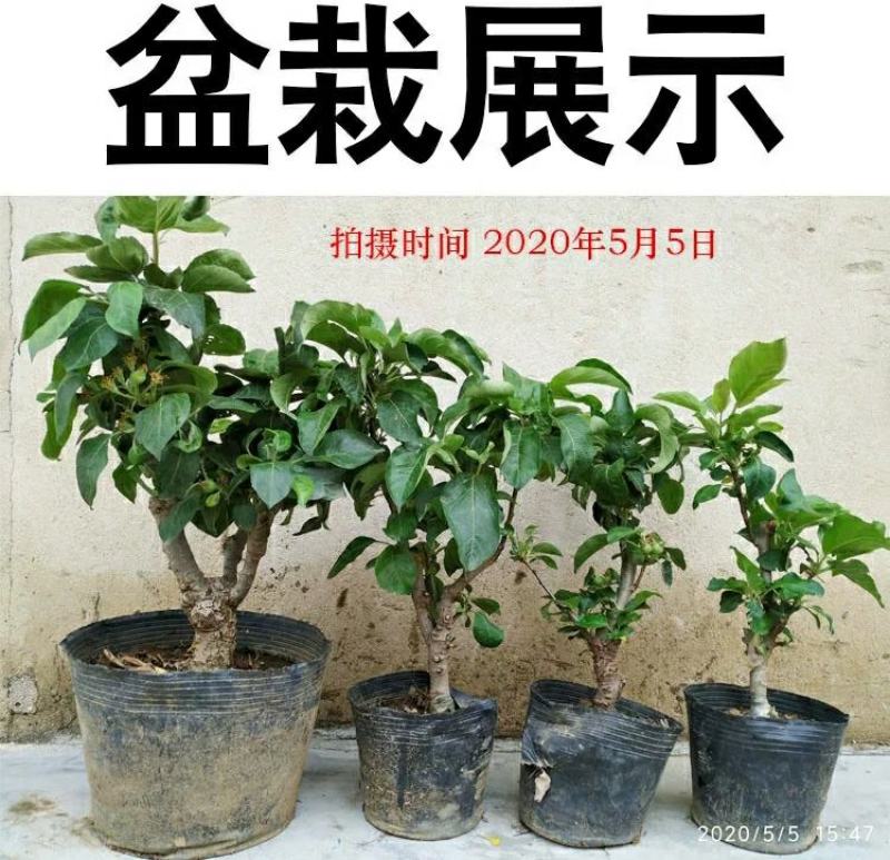 新品种矮化苹果树苗盆景南北方种植老桩嫁接果树水果苗