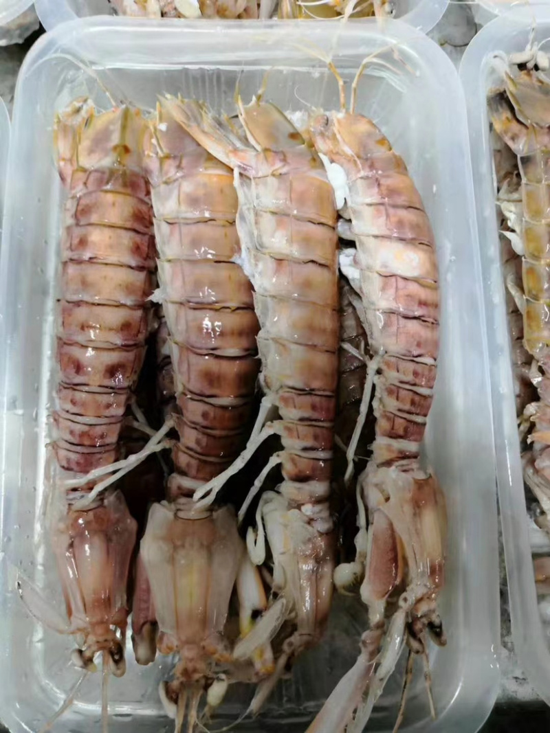 生猛熟煮急冻大号皮皮虾，大号肉虾，品质至上，价格实惠。